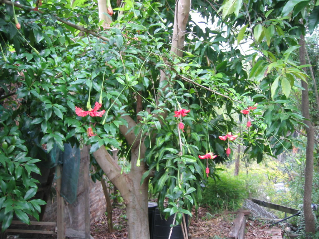 flower lantern hibiscus shrub jpg flower lantern hibiscus shrub jpg